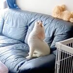『留守番が苦手な犬』に留守番させたら…「見ながら泣いた」「胸が苦しくなる」寂しさが爆発してしまう光景が切ないと8万4000再生(ブログ)