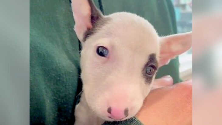 犬が苦手なのに『子犬に一目惚れしてしまった』結果…現在の姿が332万再生の大反響「運命だったのかも」「出会えてよかったね」の声(ブログ)