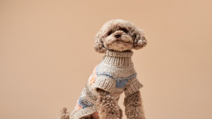 洋服を着せたほうがいい犬の特徴5つ　服が必要な理由を犬種別にご紹介(ブログ)