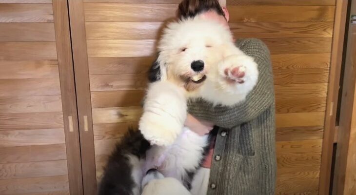 抱っこは10秒が限界！生後5ヵ月とは思えない超ビッグなパピー「モッフモフなぬいぐるみ」「1歳児より大きいwww」(ブログ)