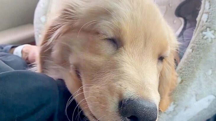 『大型犬の子犬』膝の上に乗せた結果…嬉しすぎてとろけてしまう光景が1万3000いいね集まる「ニヤけた」「溶けそうな笑顔」と大絶賛の声(ブログ)