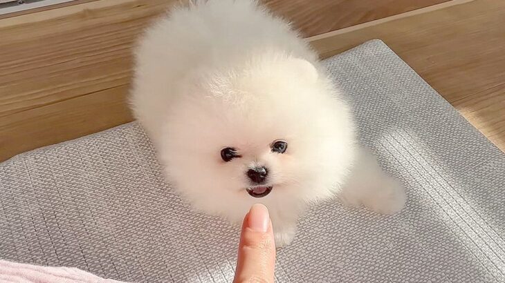 なぜかブチギれてばかりの子犬…『心を開いてくれた瞬間』がかわいすぎると39万8000再生「飼い主冥利に尽きますね」「反抗期かな」の声(ブログ)