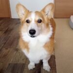 お風呂嫌いな犬に『お風呂』と言った時の反応…100点満点の”絶望”が可愛すぎると112万再生「覚悟決めてる笑」頑張る姿に絶賛の声(ブログ)