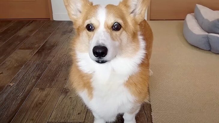 お風呂嫌いな犬に『お風呂』と言った時の反応…100点満点の”絶望”が可愛すぎると112万再生「覚悟決めてる笑」頑張る姿に絶賛の声(ブログ)
