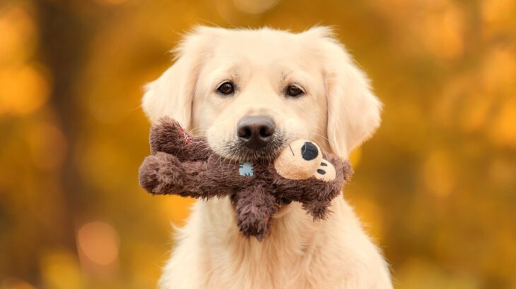 愛犬との遊びをサボると起こる3つの悪影響　心身へのリスクや触れ合いに必要な時間まで解説(ブログ)