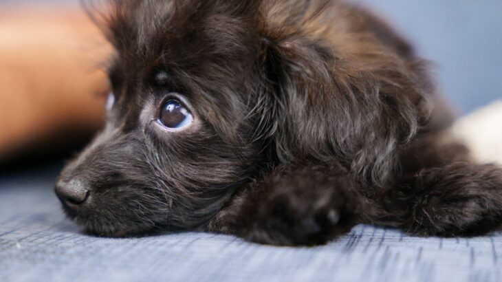犬が『ぶりっこしている』ときにする行動6つ　愛犬があざとすぎる態度をみせる理由とは？(ブログ)