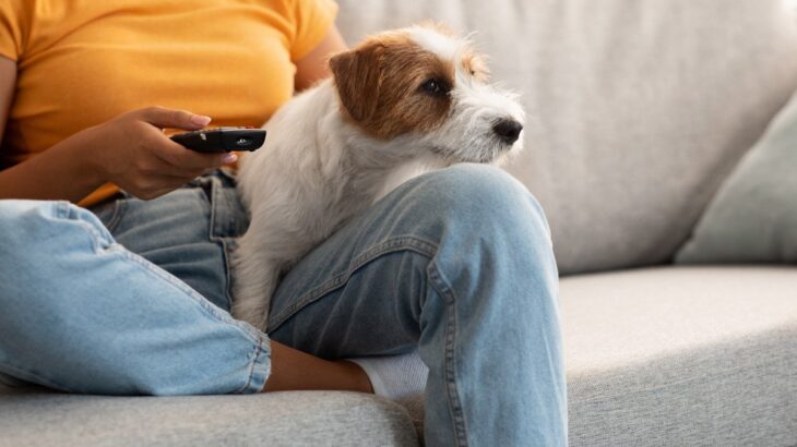 犬が『テレビに注目している』ときの心理2つ　愛犬は内容を理解している？興味を示しているワケとは(ブログ)