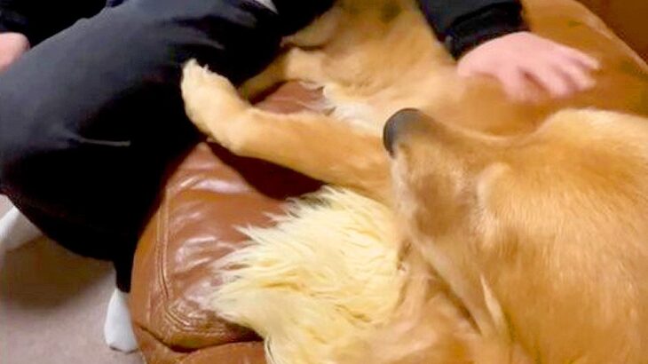 大型犬の女の子が『若い男性』に会った結果…あまりにもあざとい甘え方をする光景が51万再生「浮気だ」「可愛すぎませんか？笑」(ブログ)