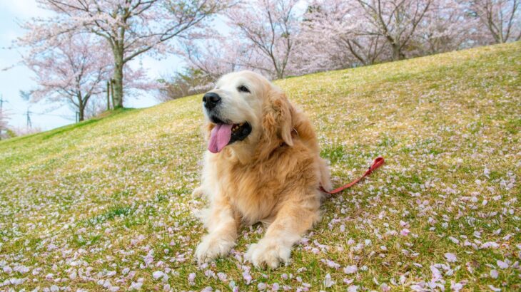 春に犬がなりやすい病気6選　見落としてはいけない兆候や予防策とは？(ブログ)