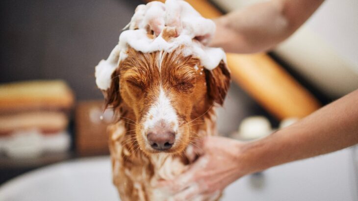 犬にNGなシャンプーのやり方5選　絶対にしてはいけない理由や洗うときのコツとは？(ブログ)