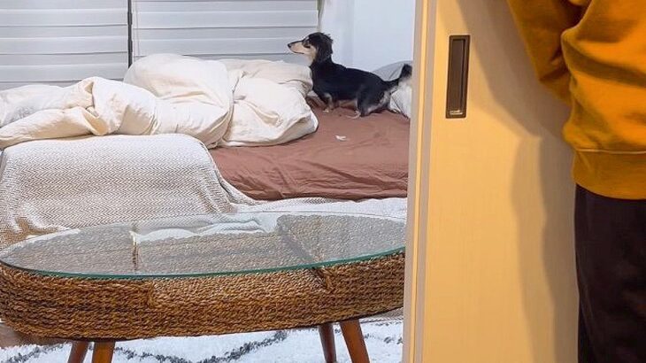 犬と『かくれんぼ』した結果…「見つけた時の反応がかわいすぎる」「遊びを理解しててすごい」827万再生を超えた光景に絶賛の声(ブログ)