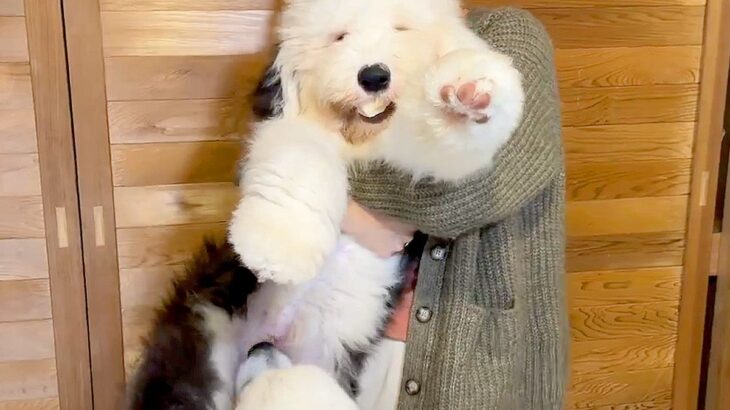 生後5ヵ月の子犬を抱っこした結果…衝撃的過ぎる光景が92万再生の超話題「子犬とは…？」「ぬいぐるみ感半端じゃない」驚きの声(ブログ)