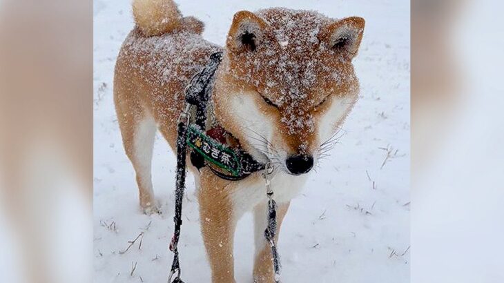 大雪の中お散歩に行った犬…雪が降りすぎて『目が開けられなくなってしまう』光景が418万再生「かわいい」「完全に揚げパン」の声(ブログ)