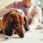 老犬の危険な『吐き方』４つ　すぐに病院へ行くべき症状や予防するための対策まで(ブログ)