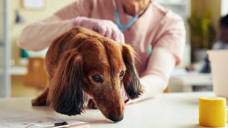 老犬の危険な『吐き方』４つ　すぐに病院へ行くべき症状や予防するための対策まで(ブログ)