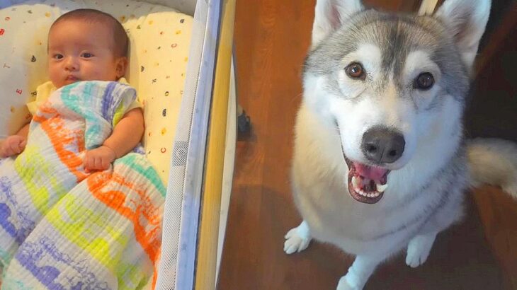 ハスキー犬が『赤ちゃんのお世話』した結果…プロ級の”泣き止ませ術”に28万7000再生の反響「優しすぎ」「育児疲れしてるｗ」と絶賛の声(ブログ)