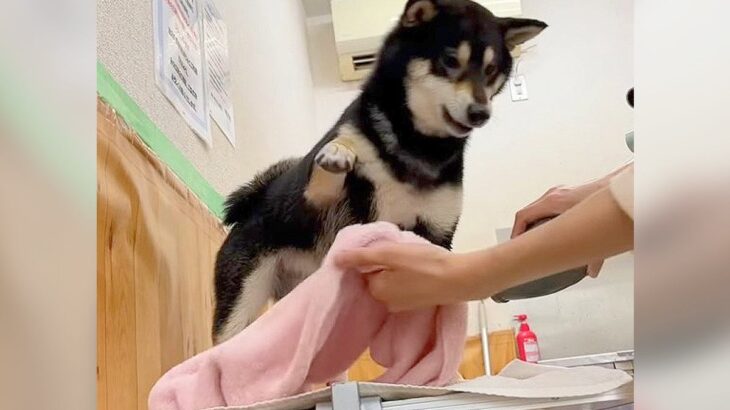 ドライヤーが嫌いすぎる犬が見せた反応…まさかの『人間の言葉』で拒否する光景が740万再生「思ったより喋ってた」「予想以上でで草」(ブログ)