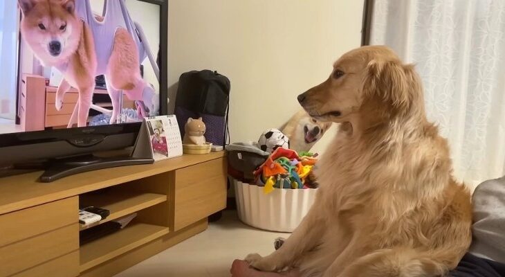 座ってテレビをじっと見つめ感情移入しちゃうわんこに思わずクスッ「心優しい微姿が笑ましい」(ブログ)