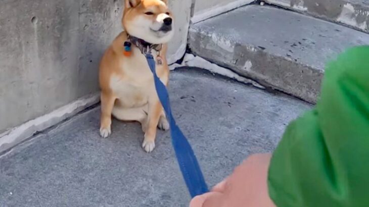 柴犬が大好きな酒屋のおっちゃんに会うと…まさかの『拒否柴』発動で15万4000再生「お手本のような拒否っぷり」「わがまま可愛い」(ブログ)