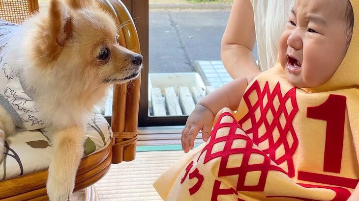 犬が『赤ちゃん』を初めて見た反応…「同じ体勢なのかわいすぎる」「なんて優しい表情」そばを離れようとしない光景が43万回再生(ブログ)