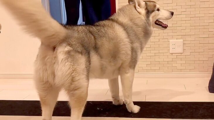 ハスキー犬の『おかえり』を撮影したら…家族によってあからさまに態度が違う光景が403万再生「想像以上の差がｗ」爆笑の声続々(ブログ)