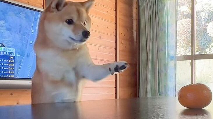 机の上に『みかん』を置いていたら…可愛すぎる柴犬の行動が447万再生「前脚テポテポしてるｗ」「机に乗らないの偉い」と絶賛の声(ブログ)
