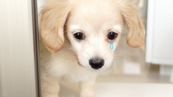 『外が怖くて出られない子犬』がとった行動…ポテポテ歩きで戸惑う光景が天使すぎると9万8000再生「一目惚れした」と絶賛の声(ブログ)