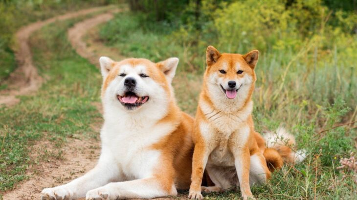 『安易に飼ってはいけない犬種』5選　相当の覚悟が必要なワンコの種類とは？(ブログ)