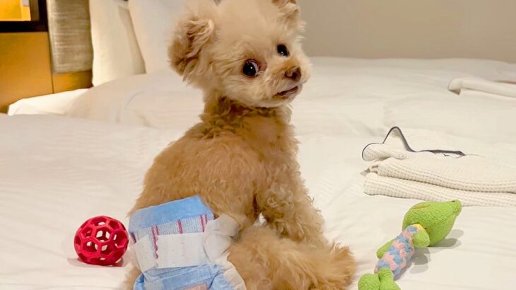 犬に初めて『おむつ』履かせた結果…思いがけない行動がおもしろいと8万2000再生「人間の赤ちゃんみたい」「可愛さ爆発」絶賛の声(ブログ)