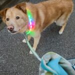 大型犬が通りすがりのマダムから首輪を褒められた結果→可愛すぎる反応に1万8000人が悶絶(ブログ)