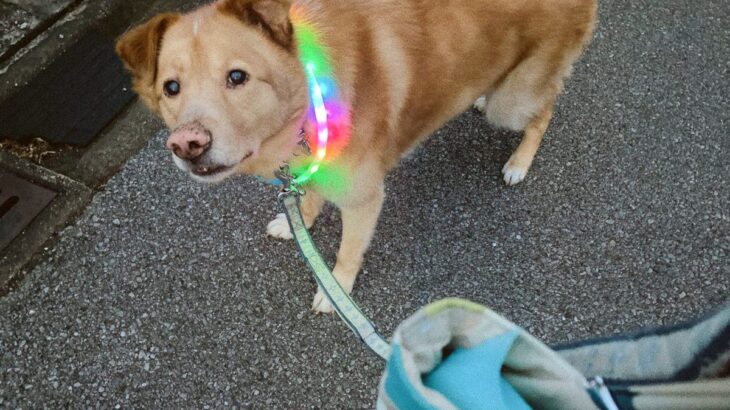 大型犬が通りすがりのマダムから首輪を褒められた結果→可愛すぎる反応に1万8000人が悶絶(ブログ)