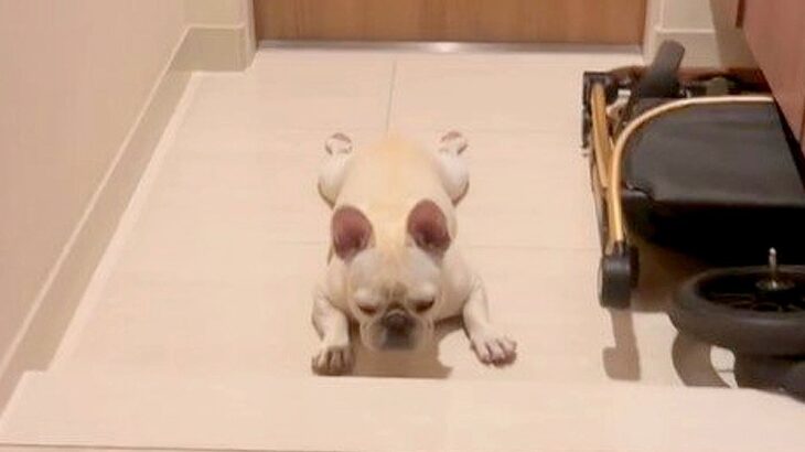 犬が『両親の帰宅後』に見せた行動…玄関で寂しがる光景が切なすぎると1万3000いいね集める「愛おしい」「ペシャンコになっとる」(ブログ)