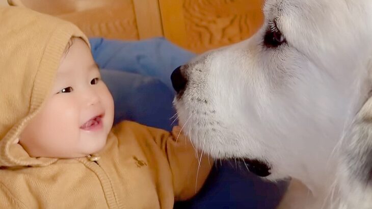 超大型犬に『赤ちゃんの子守り』お願いしたら…秒で泣きやませる姿がすごすぎると117万再生「本当に秒だった」「相思相愛で感動」の声(ブログ)