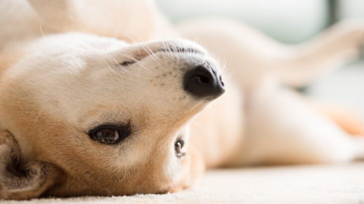 特定の家族にだけ甘える犬の心理とは？4つの理由とさらに仲を深めるコツを紹介(ブログ)