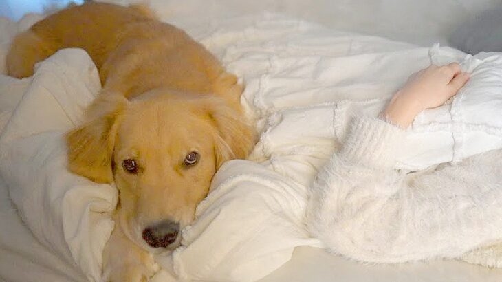大型犬が『体調不良のママ』から離れようとしない…お風呂に入れたいパパとのやり取りが215万回再生「虚無顔たまらん」「えらいね」の声(ブログ)