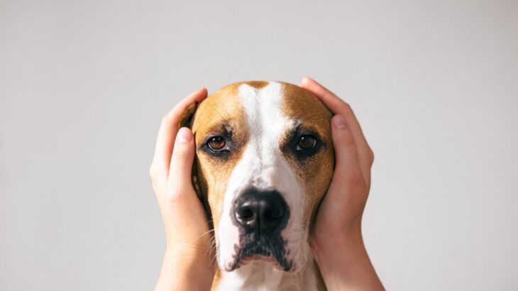 犬を『見つめ続けてはいけない』理由　目をじっと見つめるデメリットや正しい視線の送り方まで(ブログ)