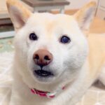 犬が『犬語』でおしゃべりしてきた結果…懸命に伝える姿が可愛すぎると5万5000人絶賛「気持ちは伝わる」「お話ししていて可愛い」(ブログ)