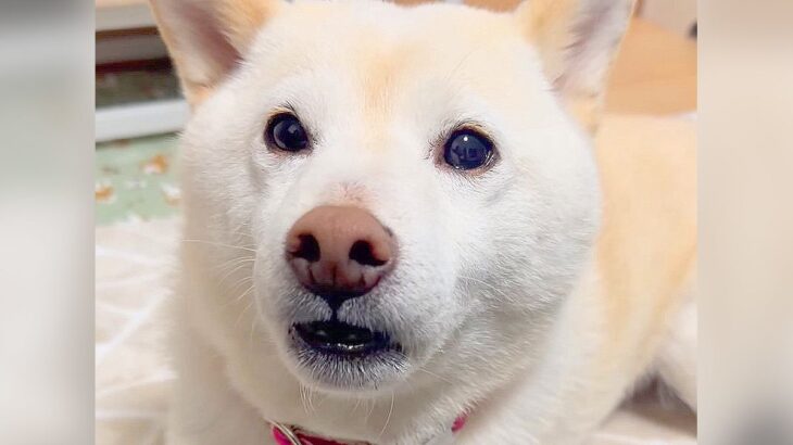 犬が『犬語』でおしゃべりしてきた結果…懸命に伝える姿が可愛すぎると5万5000人絶賛「気持ちは伝わる」「お話ししていて可愛い」(ブログ)