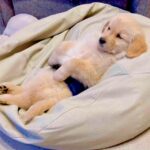 家に『大型犬の赤ちゃん』がやってきて3日目…お迎えされたばかりとは思えない「テレビ鑑賞」をする光景が8万6000再生と話題に(ブログ)