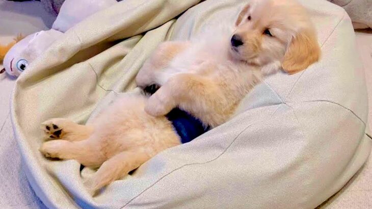 家に『大型犬の赤ちゃん』がやってきて3日目…お迎えされたばかりとは思えない「テレビ鑑賞」をする光景が8万6000再生と話題に(ブログ)