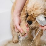 犬の散歩後に毎回足を洗うのはダメ？適切なお手入れ方法や汚れ対策とは(ブログ)