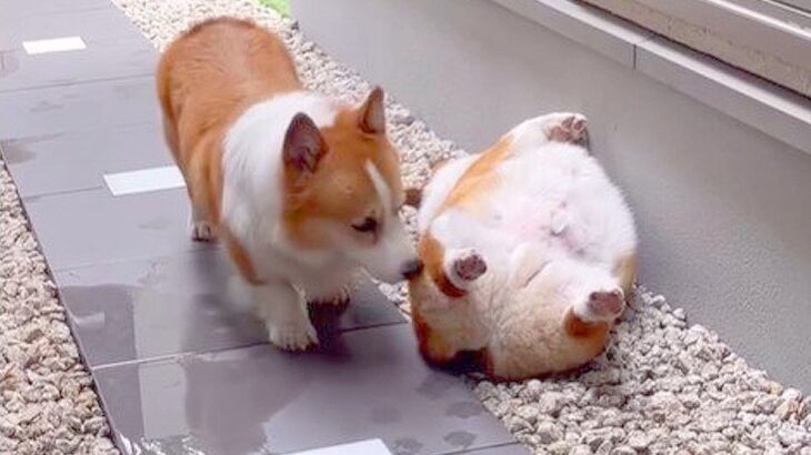 弟犬が熟睡しているところに兄犬がやってきて…『生存確認』をする光景が可愛すぎると875万再生「平和な世界」「食パンが落ちてる笑」(ブログ)