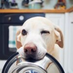 犬の免疫力を高める『食材』5選　愛犬の健康を維持するためのおすすめの食べ物とは？(ブログ)
