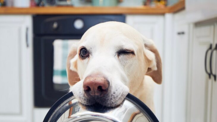 犬の免疫力を高める『食材』5選　愛犬の健康を維持するためのおすすめの食べ物とは？(ブログ)