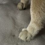 お顔は写っておりません！おててだけで魅了するワンコがSNSで大人気(ブログ)
