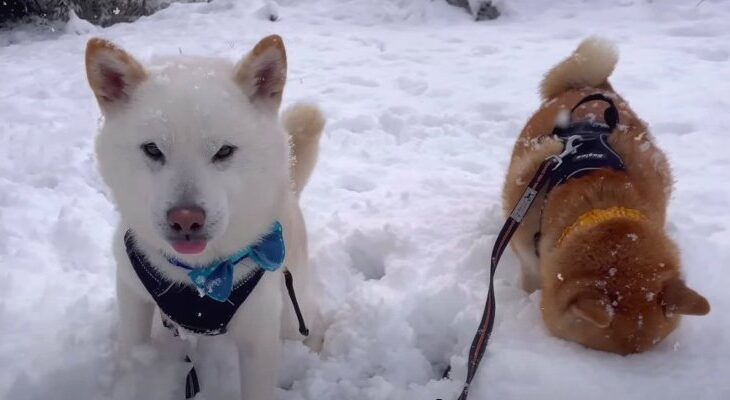 柴犬夫婦のわちゃわちゃ散歩♡主導権を握る嫁ちゃんといじらしい夫ちゃんにクスッ「柴ヒップが最高」「はしゃぐ姿が可愛すぎる」(ブログ)