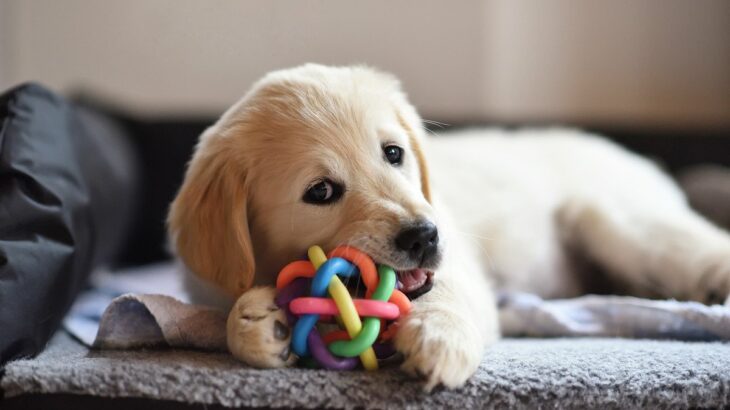 子犬との遊び方！上手に遊べばしつけにも繋がるって本当！？(ブログ)
