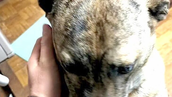 飼い主が残業から帰宅すると…？元猟犬の『健気なお出迎え』が泣けると13万5000再生「心配してたんだね」「優しい子ですね」感動の声(ブログ)