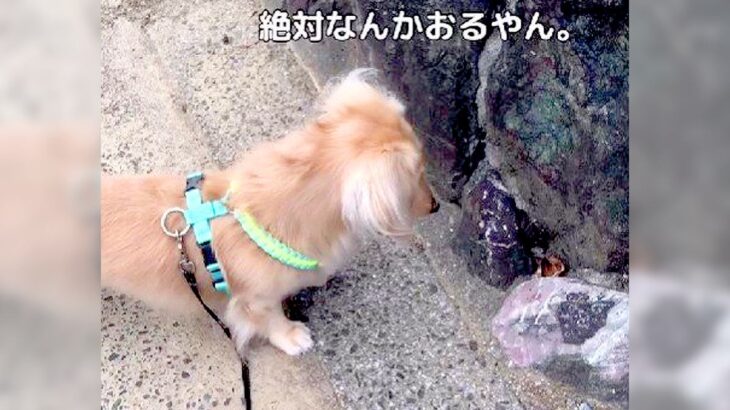 犬と海辺をお散歩していたら…『まさかの出会い』が面白いと58万再生を突破「まって可愛すぎるｗ」「ビクビク具合が最高」大絶賛の声(ブログ)