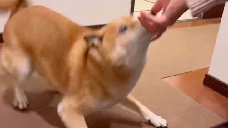 お散歩が嫌いな犬…もし『大好きな人』に誘われたらどうする？「言葉を分かりすぎてる」「貴様か？に爆笑」と54万4000再生を突破(ブログ)